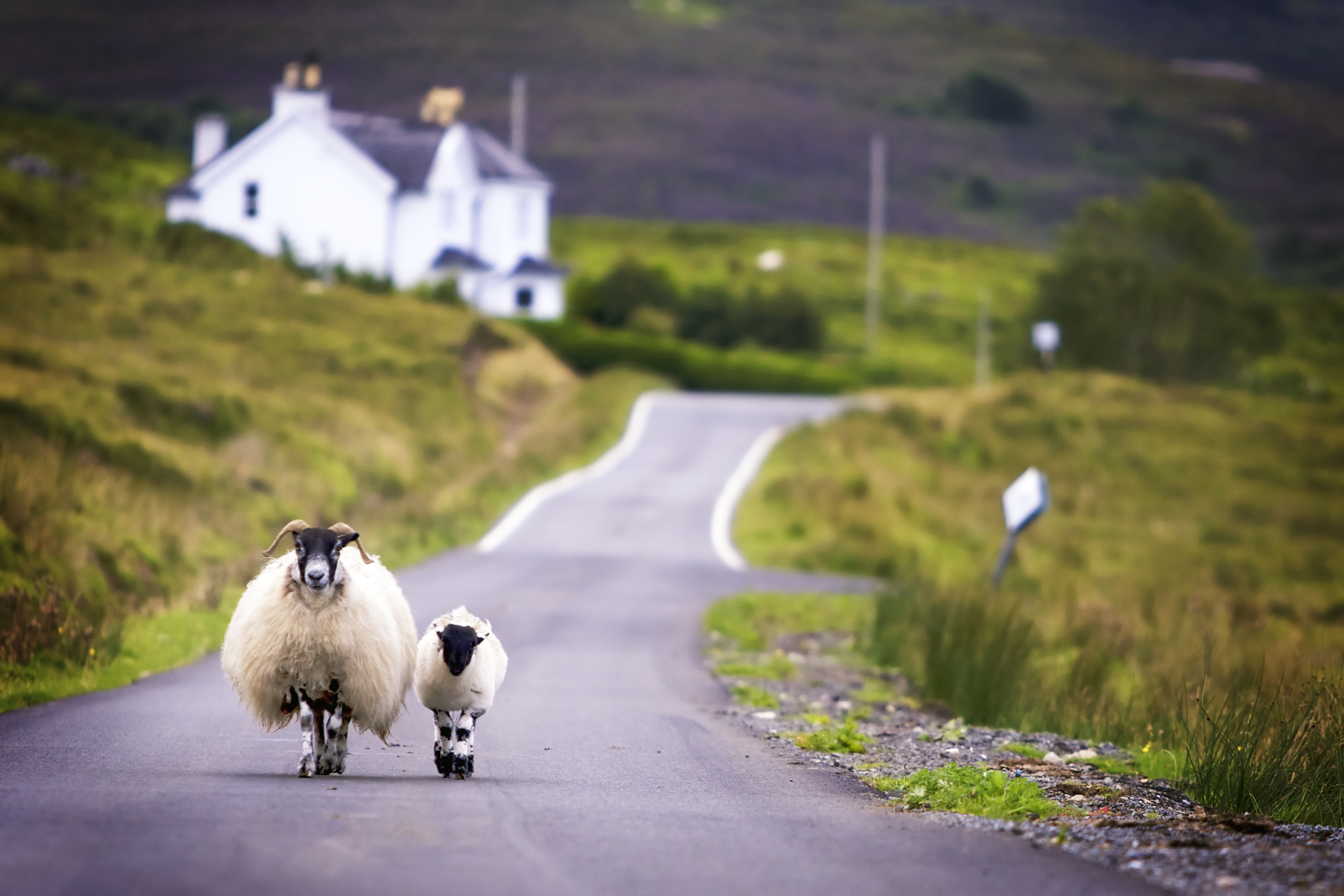 Sheep walk on road near cottage in Ben Nevis range